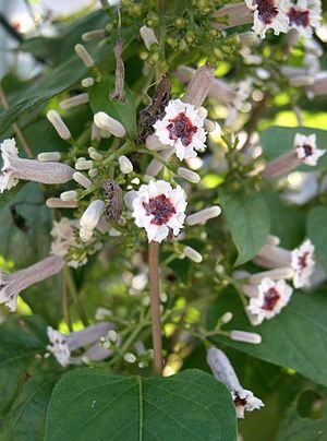 Paederia scandens2.jpg