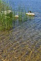 * Nomination: Ripples moving over stones in shallow waters at edge of Lake Lūšiai in the Aukštaitija National Park --Scotch Mist 06:11, 7 August 2020 (UTC) * * Review needed