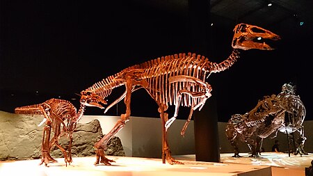 Tập tin:Paleo Hall at HMNS Edmontosaurus.jpg