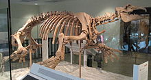 Paleoparadoxia Natural History Museum of Los Angeles County 20110330.jpg