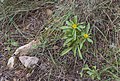 * Nomination Pallenis spinosa (Spiny Starwort) --Christian Ferrer 07:48, 4 January 2015 (UTC) * Promotion Good quality. --Jacek Halicki 09:53, 4 January 2015 (UTC)