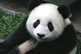 Panda Cub from Wolong, Sichuan, China.JPG