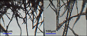 Fibres in wood pulp Paperfibersar.jpg