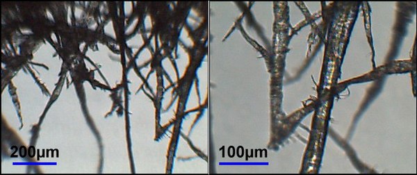 Fibres in wood pulp