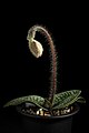 Paphiopedilum micranthum