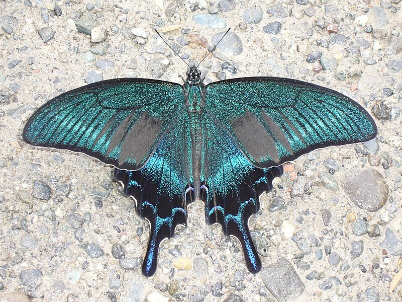 File:Papilio maackii-ja-wiki.jpg