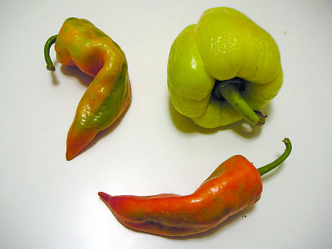 The various shapes and colors of the peppers used to prepare paprika