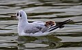 * Nomination: Gull (Larus ribundus) in Paris --PierreSelim 23:44, 11 December 2011 (UTC) * Review Not the best perspective. The head is out of focus IMO--Lmbuga 19:54, 12 December 2011 (UTC)