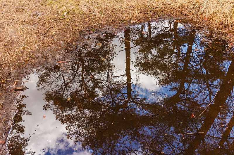 File:Park Drents-Friese Wold. Locatie Dieverzand. Modderpoel op zandpad 03.jpg