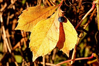 Parthenocissus quinquefolia -wild wine- in autumn discoloration