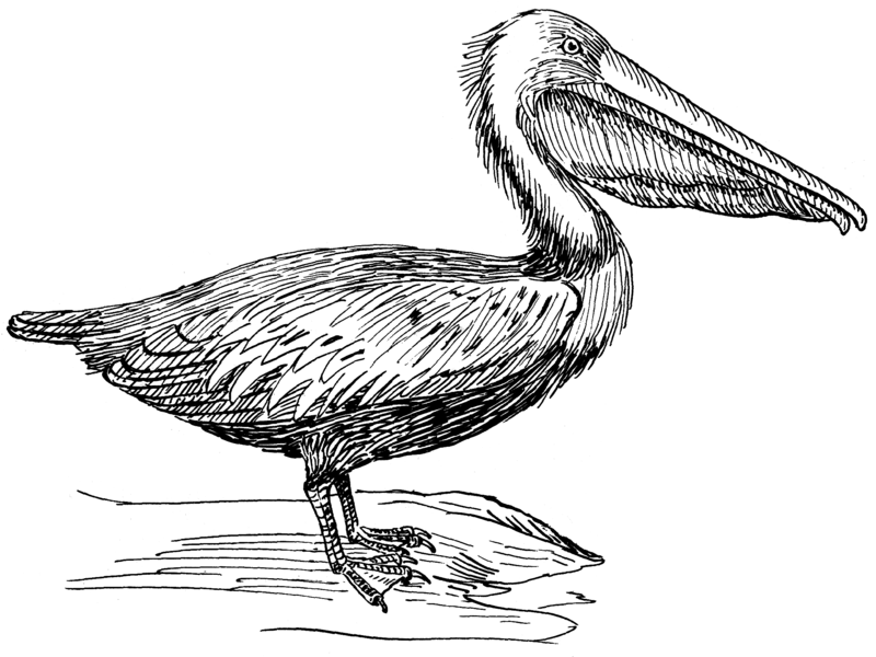 File:Pelican (PSF).png