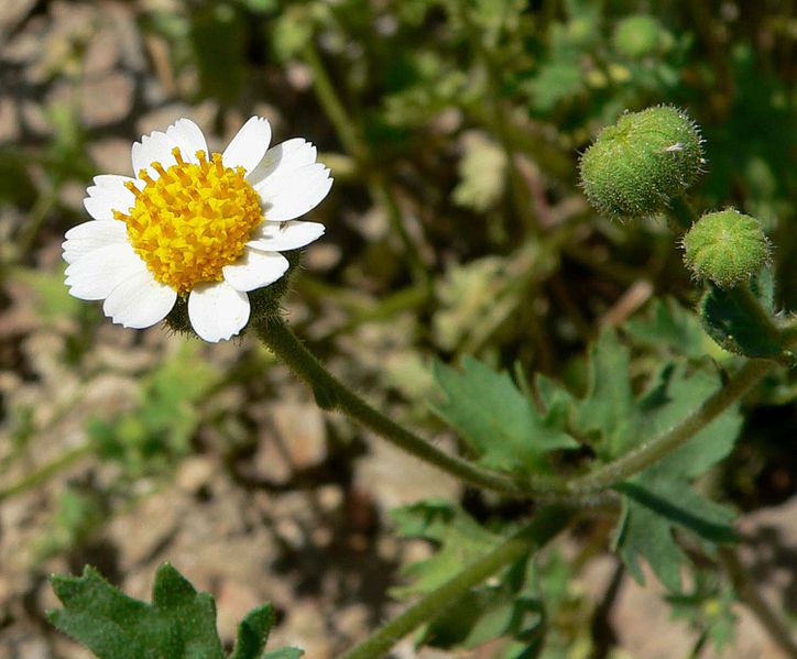 File:Perityle emoryi flower.jpg