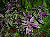 Strobilanthes