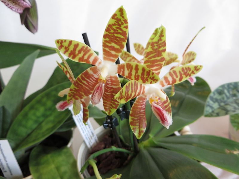 File:Phalaenopsis amboinensis flavida x lueddemaniana 01.JPG