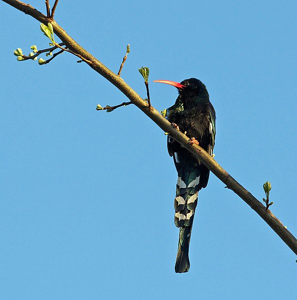 File:Phoeniculus purpureus -South Africa-8a.jpg