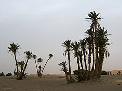 Phoenix dactylifera (palmera datilera). El límite de su cultivo marca el límite septentrional del desierto del Sáhara