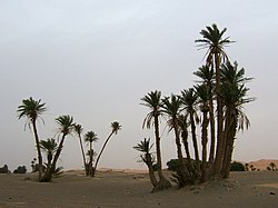 Daddelpalmer i Marokko