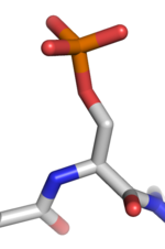 Protein fosforilasyonu için küçük resim