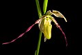 Phragmipedium longifolium