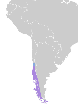 Distribución geográfica del yal patagón.