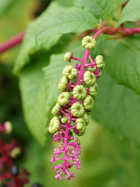 File:Phytolacca acinosa (unripe fruit).jpg