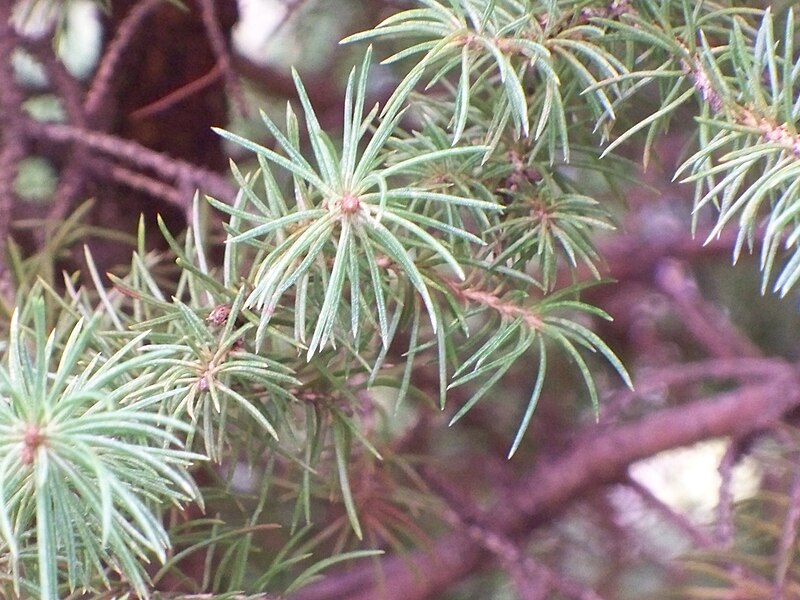 File:Picea glauca dwarf cultivar needles.JPG