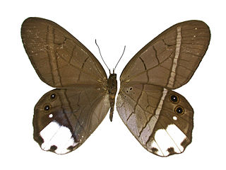 <i>Pierella lucia</i> Species of butterfly