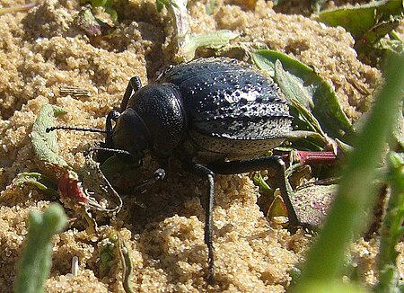 Pimelia angulata.JPG