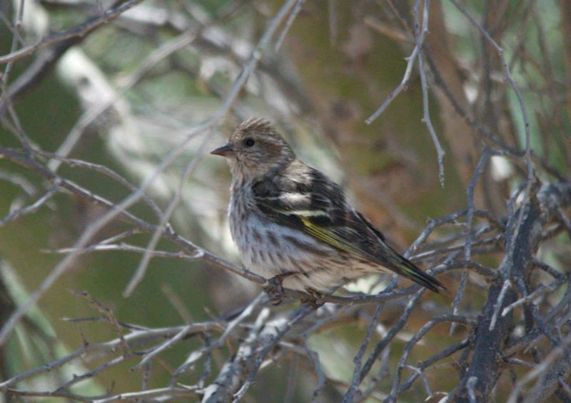 File:Pine Siskin-1 (8868973103).jpg