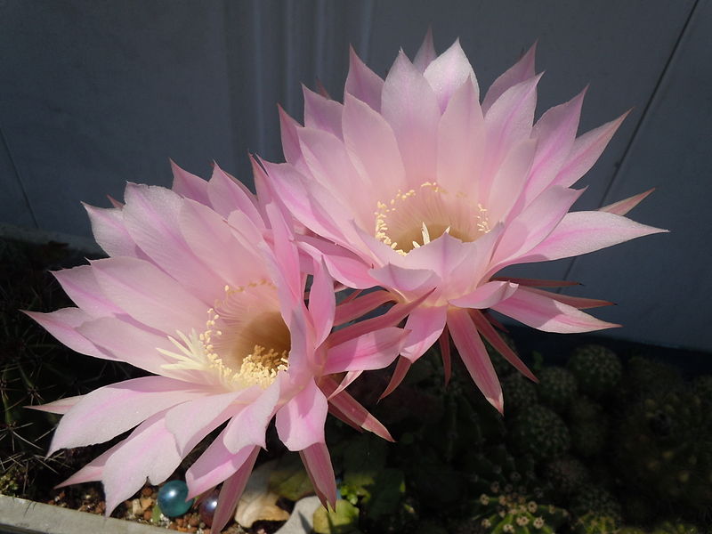 File:PinkCactusFlower 7.JPG