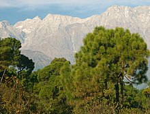 Pinus roxburghii in Nordwestindien