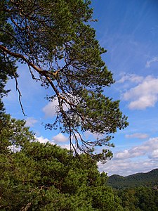 Pinus sylvestris Branches