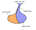 تصغير للنسخة بتاريخ 01:02، 16 مارس 2017