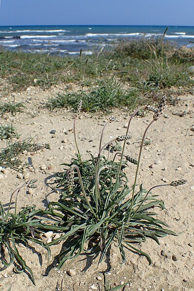 File:Plantago albicans kz6.jpg