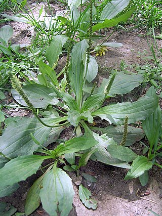 <i>Plantago asiatica</i> Species of flowering plant in the plantain family Plantaginaceae