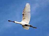 Königslöffler (Platalea regia)