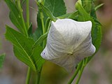 English: Platycodon grandiflorus at the ÖBG Bayreuth Deutsch: Platycodon grandiflorus im ÖBG Bayreuth