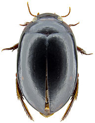 Figure 1. Platynectes larsoni. (Photo: Michael Balke)