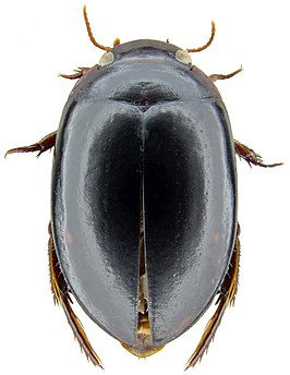 Platynectes larsoni