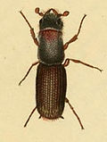 Miniatura para Platypodinae