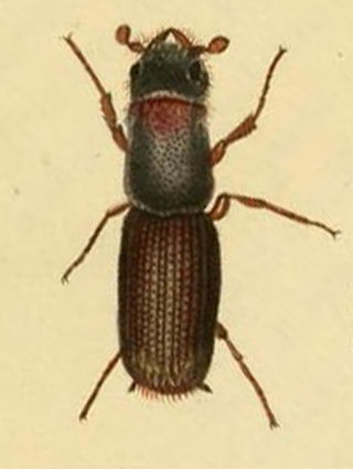 <i>Platypus cylindrus</i> Species of beetle