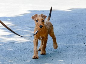 Jeune Terrier irlandais