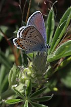 Plebejus melissa