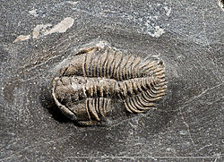 A fossil of the trilobite Pliomerops escoti