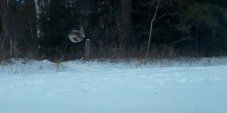 Black-capped Chickadee (Poecile atricapillus) in Flight