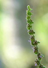 Sangbrei (Pogostemon purpurascens)