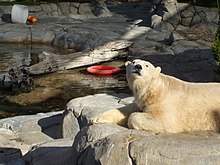 Polar Bear Shores Polar Bear at Sea World.jpg