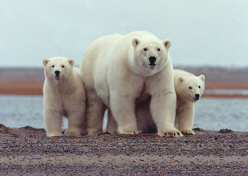 ملف:Polar bear with young - ANWR.jpg