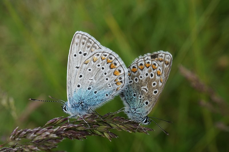 File:Polyommatus icarus (48152797161).jpg