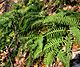 Polypodium virginianum3.jpg